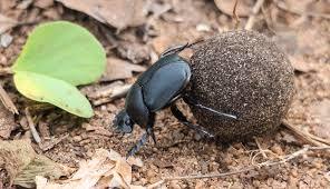 A Dung Beetle hard at work trying to impress other females when he should be taking it home to his wife.