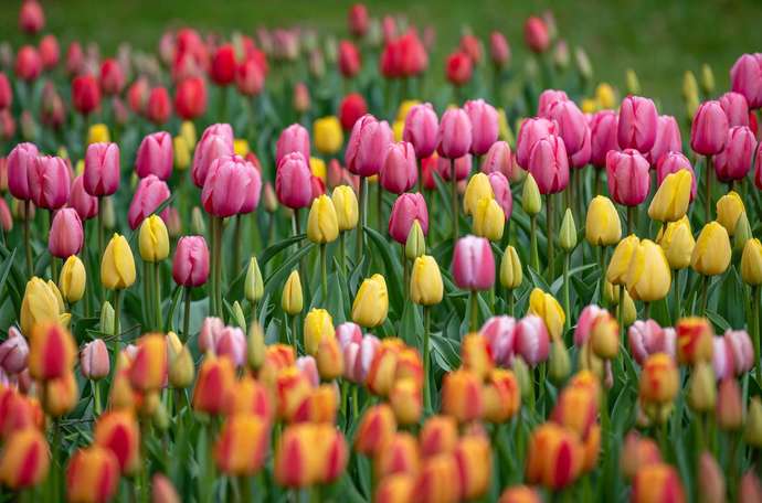 What is your favorite flower?