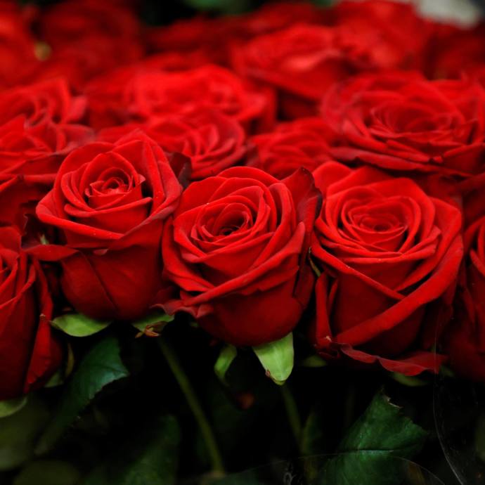 What is your favorite flower?