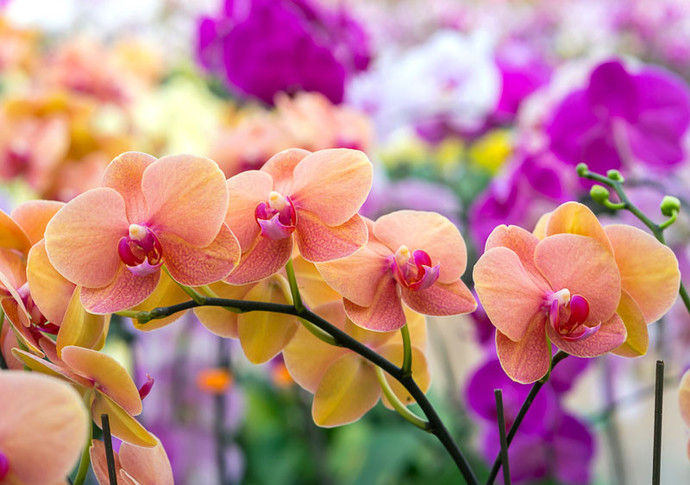 What is your favorite flower?