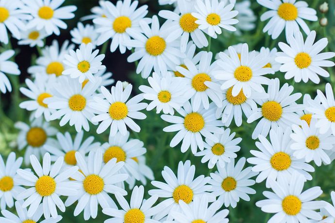 What is your favorite flower?