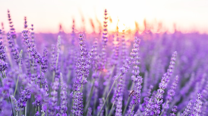 What is your favorite flower?