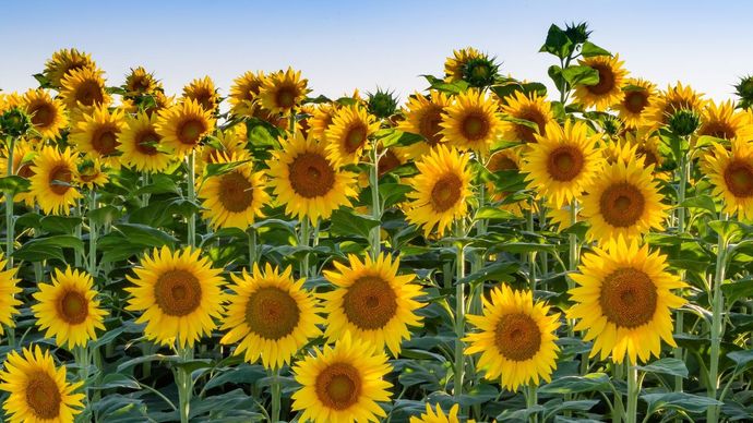 What is your favorite flower?