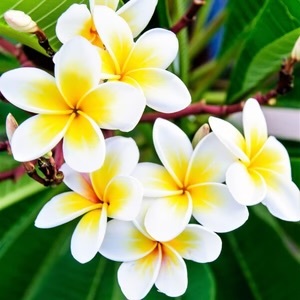 Plumeria