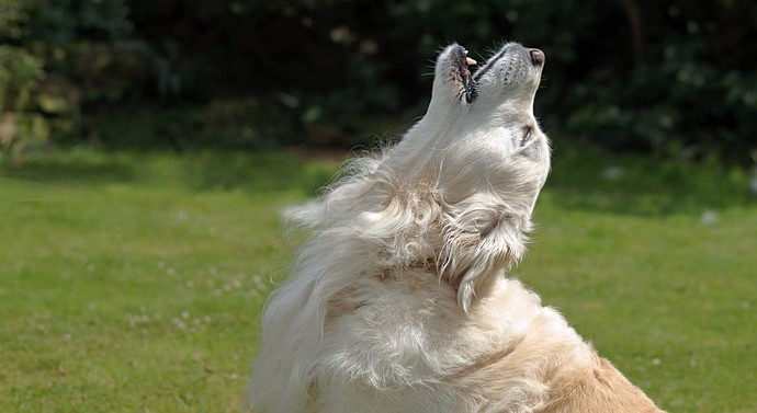 When a dog howls do you worry youre the one whos going to die?