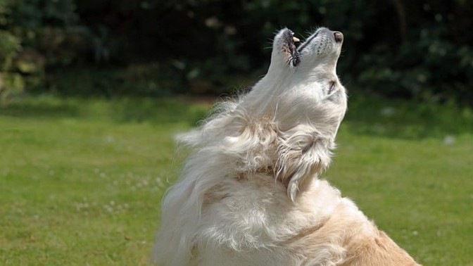 When a dog howls do you worry you're the one who's going to die?
