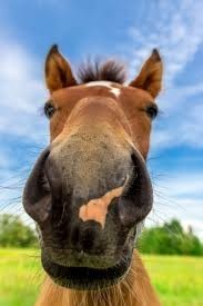 Anyone else likes how a horses head looks?
