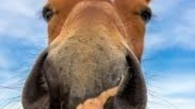 Anyone else likes how a horses head looks?
