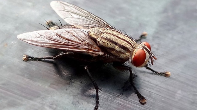 Do you like Houseflies?