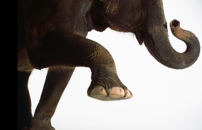 If You Could Change Your Feet To Any Of The Following NON-HUMAN Feet Would You Choose?