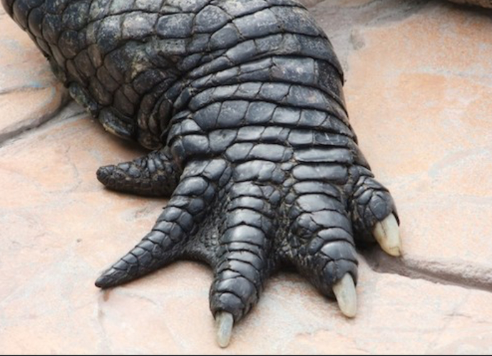 If You Could Change Your Feet To Any Of The Following NON-HUMAN Feet Would You Choose?
