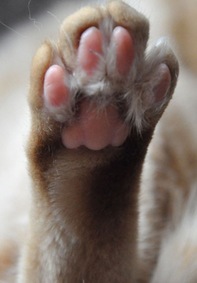 If You Could Change Your Feet To Any Of The Following NON-HUMAN Feet Would You Choose?