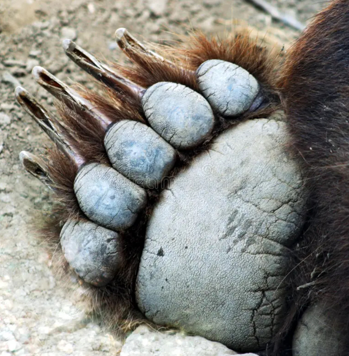 If You Could Change Your Feet To Any Of The Following NON-HUMAN Feet Would You Choose?