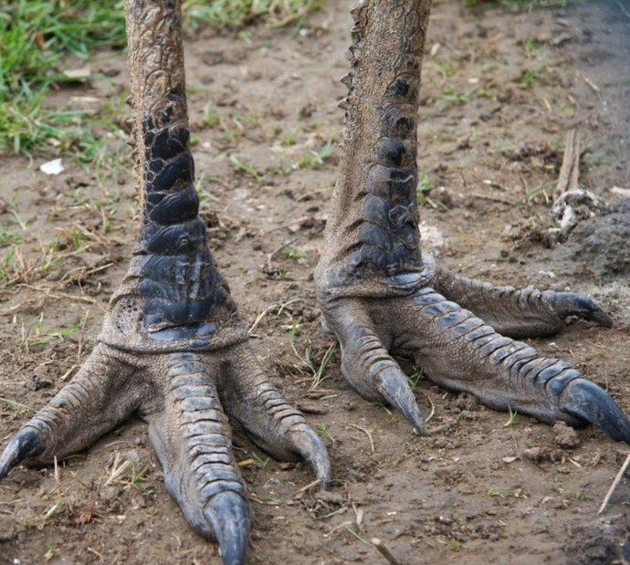 If You Could Change Your Feet To Any Of The Following NON-HUMAN Feet Would You Choose?