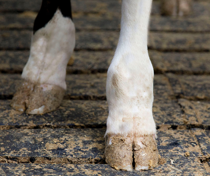 If You Could Change Your Feet To Any Of The Following NON-HUMAN Feet Would You Choose?