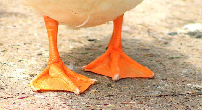 If You Could Change Your Feet To Any Of The Following NON-HUMAN Feet Would You Choose?