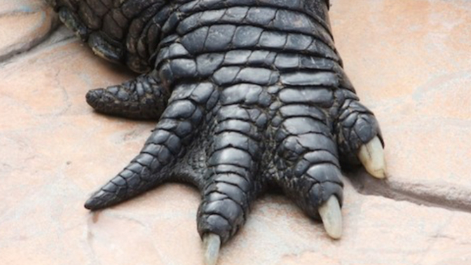 If You Could Change Your Feet To Any Of The Following NON-HUMAN Feet Would You Choose?