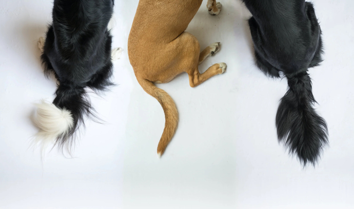 If You Could Have A Tail What Kind Of Tail Would You Like?