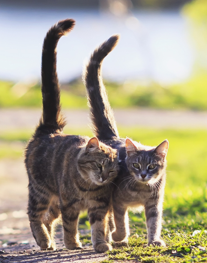 If You Could Have A Tail What Kind Of Tail Would You Like?