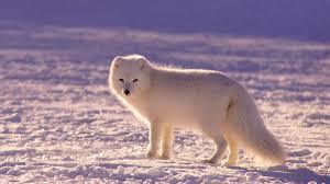 Since I have a little grey/white in my beard, I would likely match it with an Arctic Fox tail.