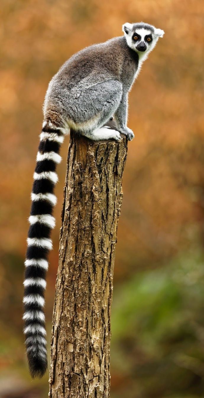 If You Could Have A Tail What Kind Of Tail Would You Like?