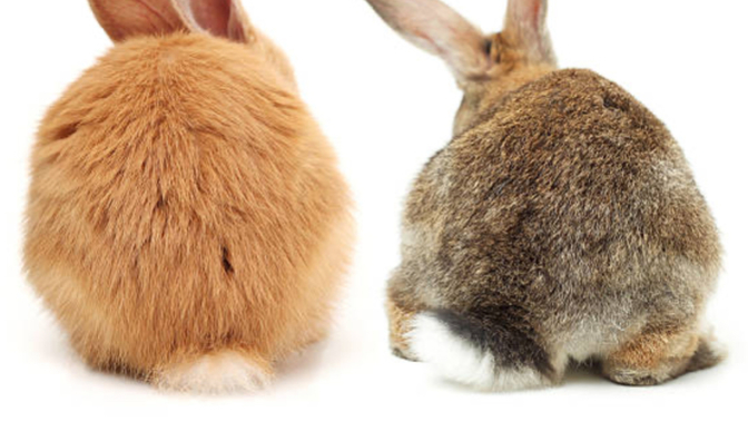 If You Could Have A Tail What Kind Of Tail Would You Like?