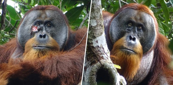 How do you feel about an orangutan driving a golf cart?