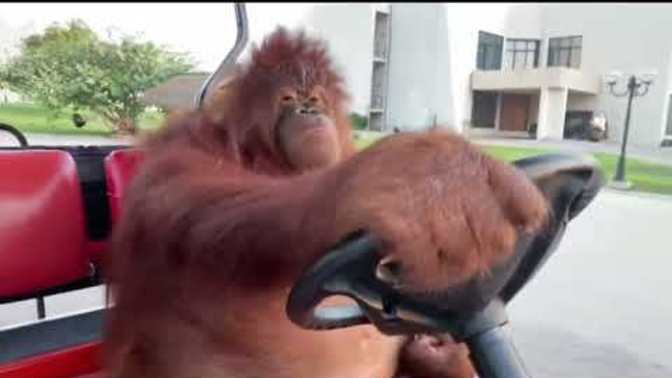 How do you feel about an orangutan driving a golf cart?