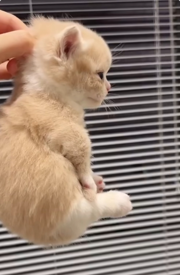 What can you do with 50 cats?