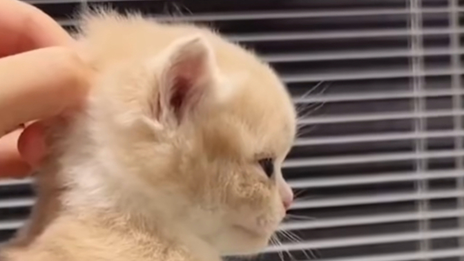 What can you do with 50 cats?