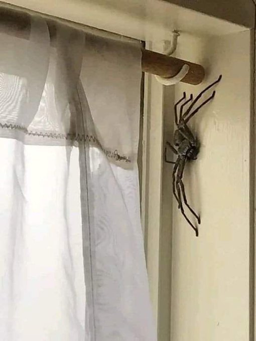 What kind of animals do you see outside your house?