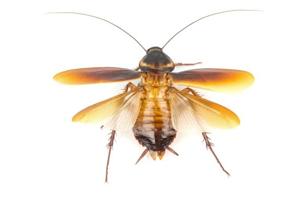 What would you do if you see 10 flying cockroaches flying around in your bedroom?