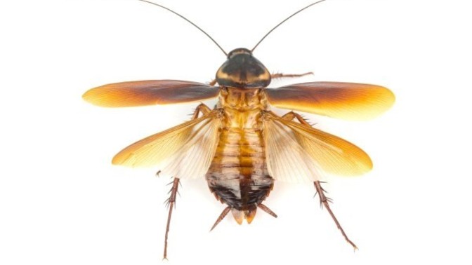 What would you do if you see 10 flying cockroaches flying around in your bedroom?