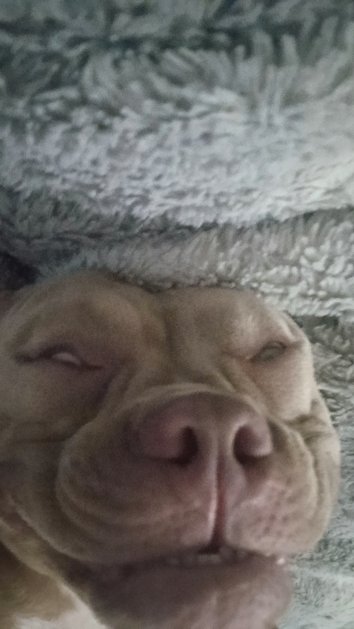 One of my dogs upsidedown