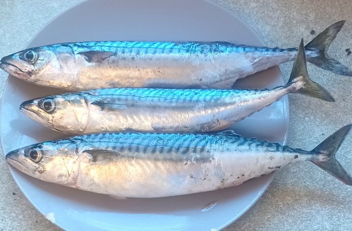What can I do with mackerel?