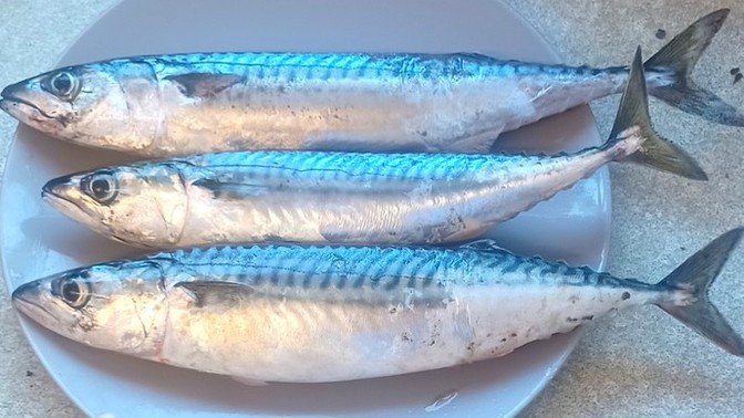 What can I do with mackerel?