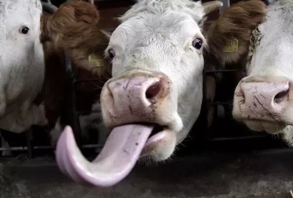 Do you like tongue?