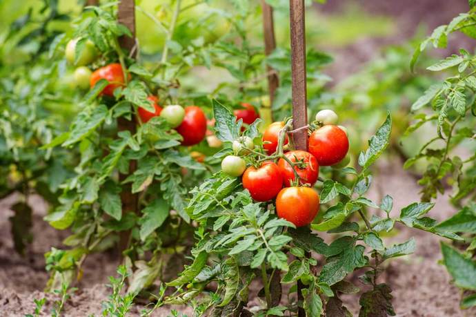 Do you like tomatos?