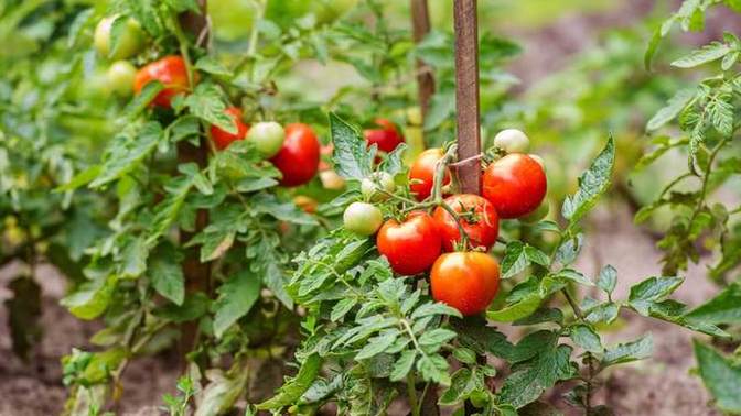 Do you like tomato's?