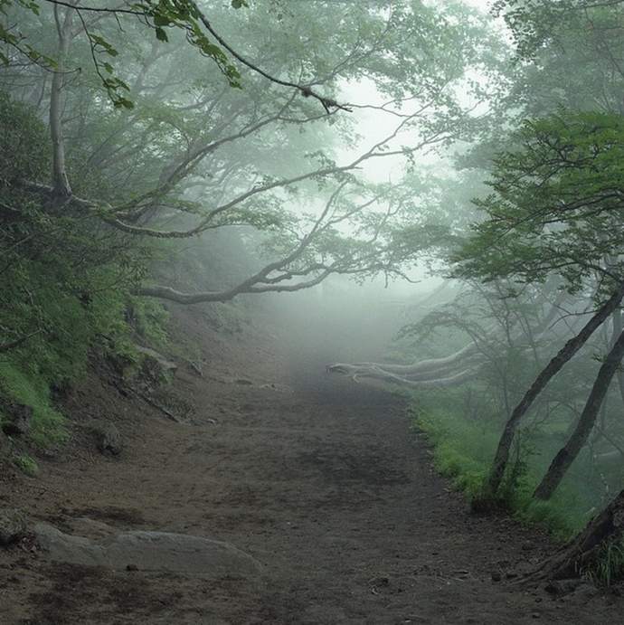Would y’all go through the haunted forest in The Wizard of Oz? Why or why not?