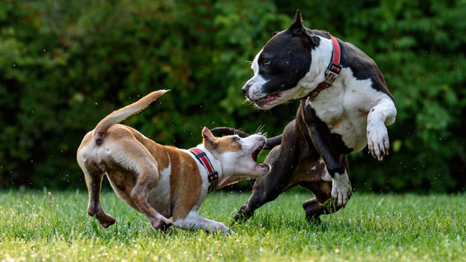 Is it really the owner's fault all the time when a dog gets out of control?