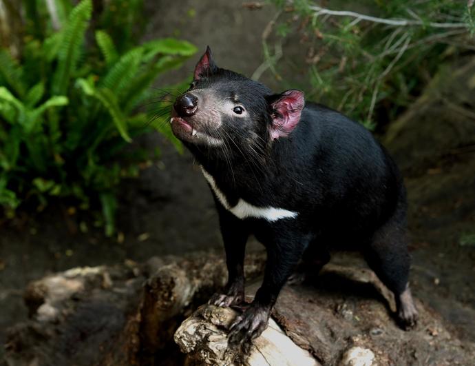 Black devil, white devil, Latin devil, Asian devil, middle eastern devil, Indian devil, which devil is the strongest and which weakest?