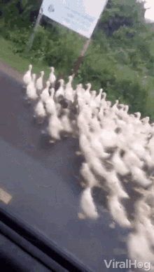 a city run by ducks...