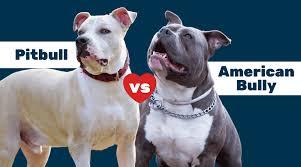 Can you really tell the difference between a real APBT and an American Bully?