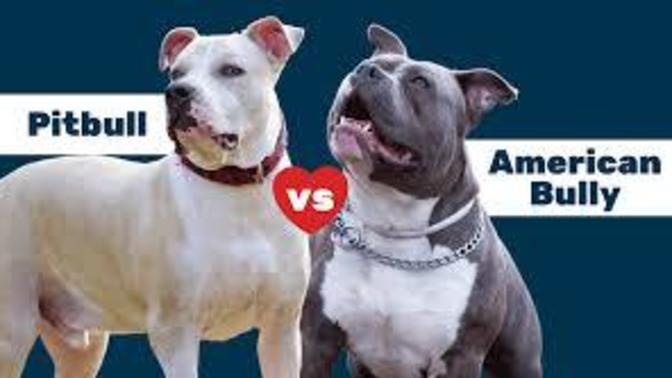 Can you really tell the difference between a real APBT and an American Bully?