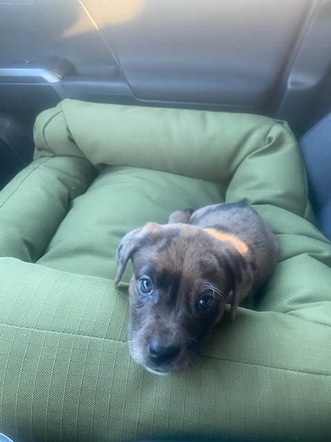 She goes everywhere with me, even to work.