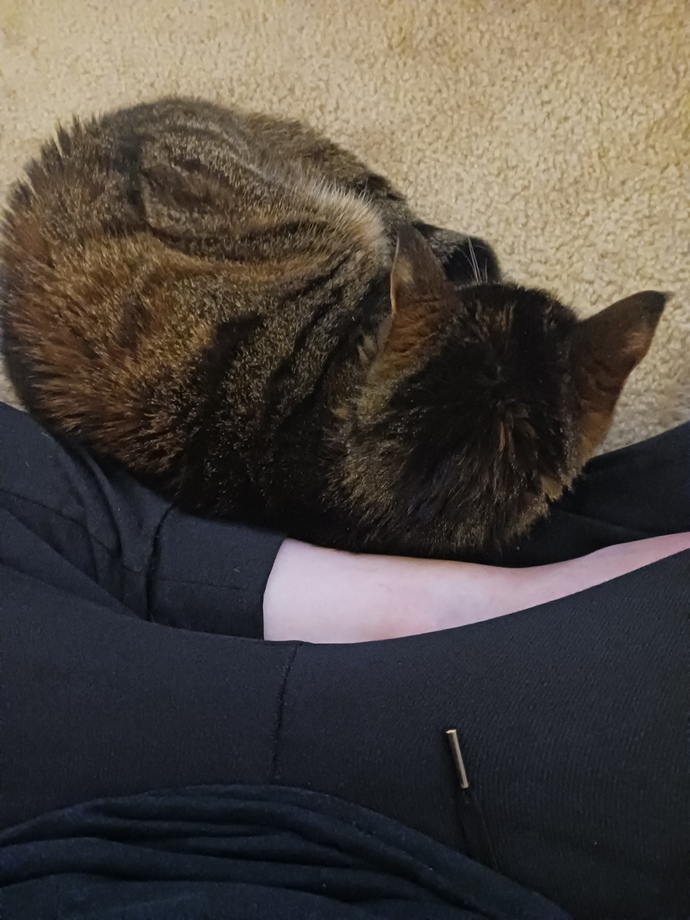 Is your pet clingy 🐈🐈‍⬛🐇?