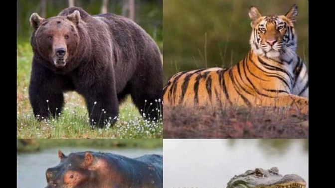 Which one do y’all choose for 100 million dollars?