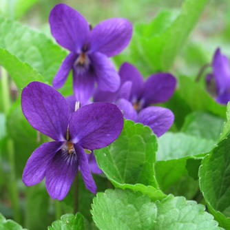 Favorite plant?