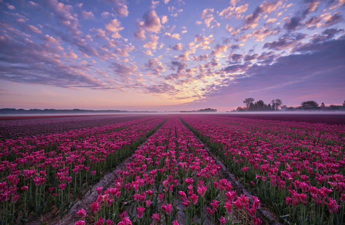Deep fuschia with soft purple-grey and crisp green, and a foundation of brown